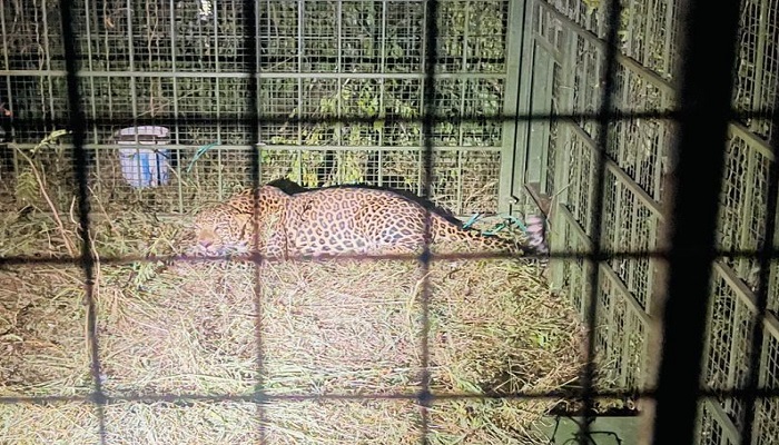 Leopard Trapped in to the Cage at Electronic City in Bengaluru grg 