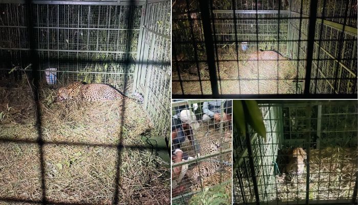 Bengaluru Leopard roaming Electronic City captured in cage residents relieved vkp