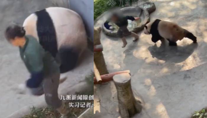 panda attacking zookeeper in china zoo 