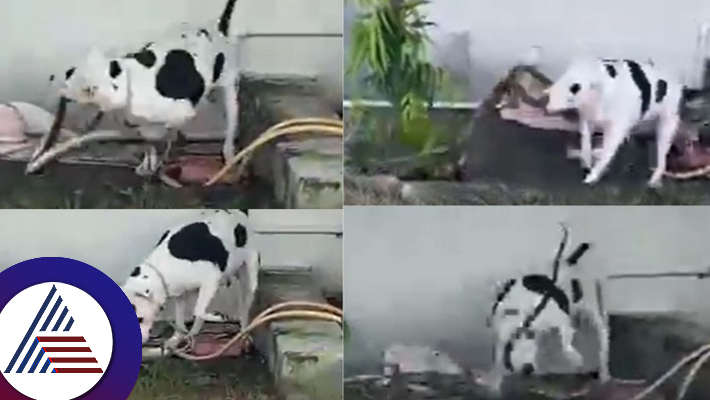 Dog Jenny Fights King Cobra To Save Lives Of Children In Uttar Pradesh Video Viral suc