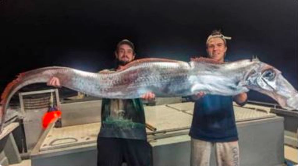 Doomsday Fish Resurfaces: Rare Oarfish Spotted in Australian coast