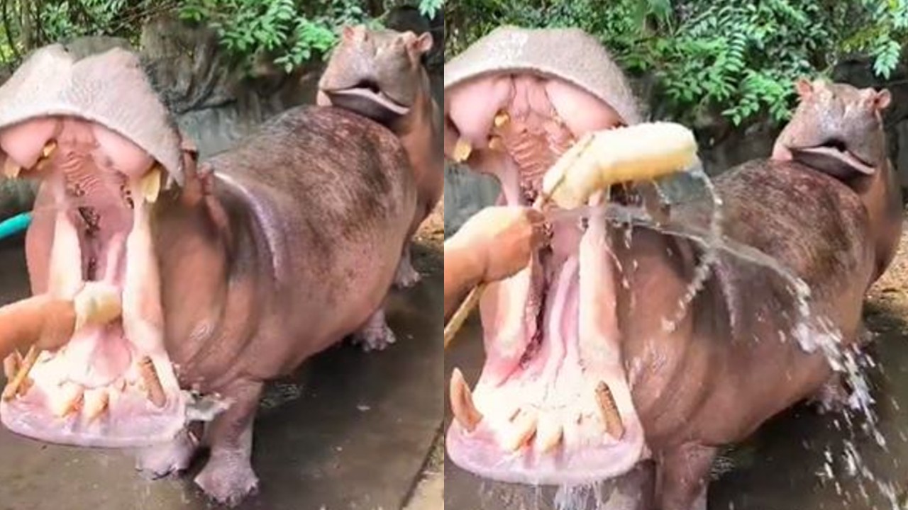 Who Knew Hippos needed Dental Care too? Mind blowing viral videos shows hippos teeth cleaning