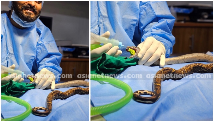 A rare surgery in Kochi veterinary doctor removed tumor from the mouth of a pet snake