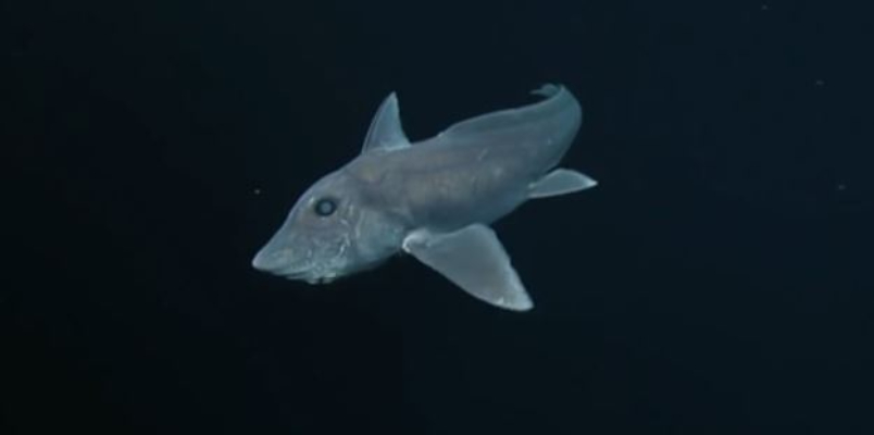 new species of ghost shark living under pacific ocean 