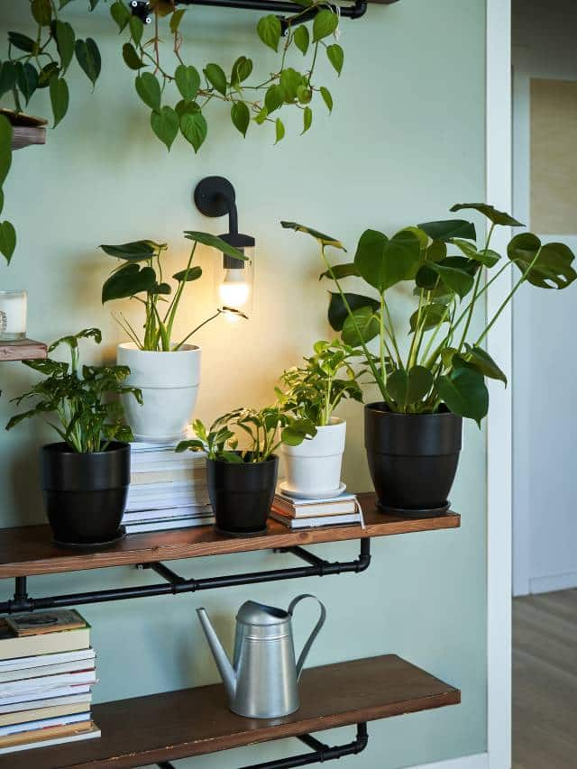 Indoor plant care tips: 7 tricks to keep them thriving