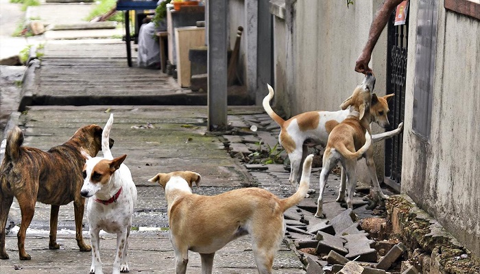 BBMP thinking of feeding stray dogs san