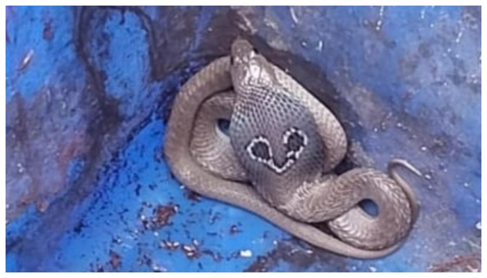 Warning after a cobra in Greater Noida and finally an adventurous capture 