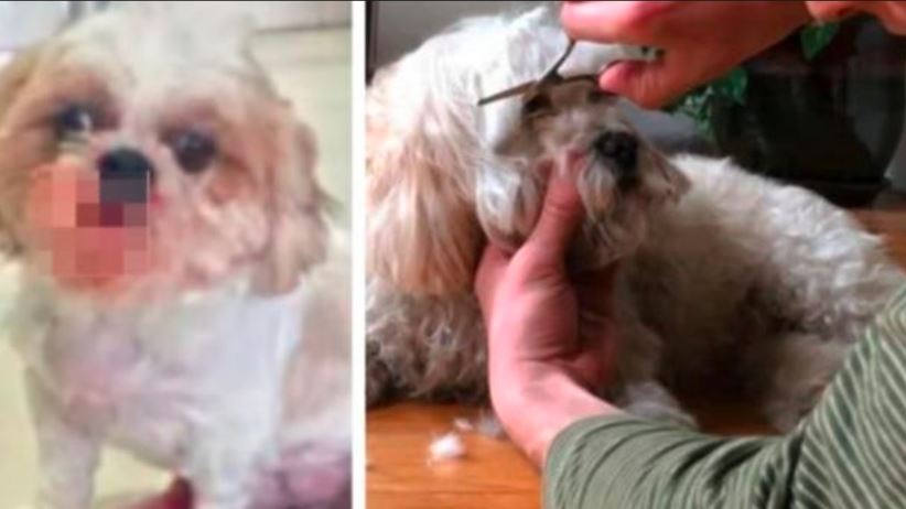 Groomer Cuts off Bhopal lady's Pet Dog Shih Tzu's Tongue While Trimming Hair