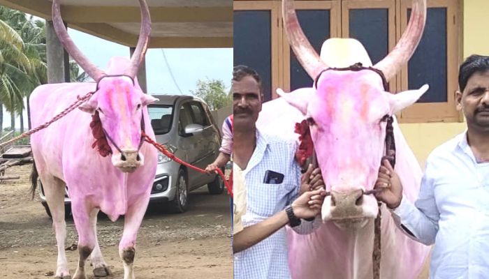 Mahalingapura farmer purchased worth of 36 lakh rupees ox for Bullock Cart Race mrq