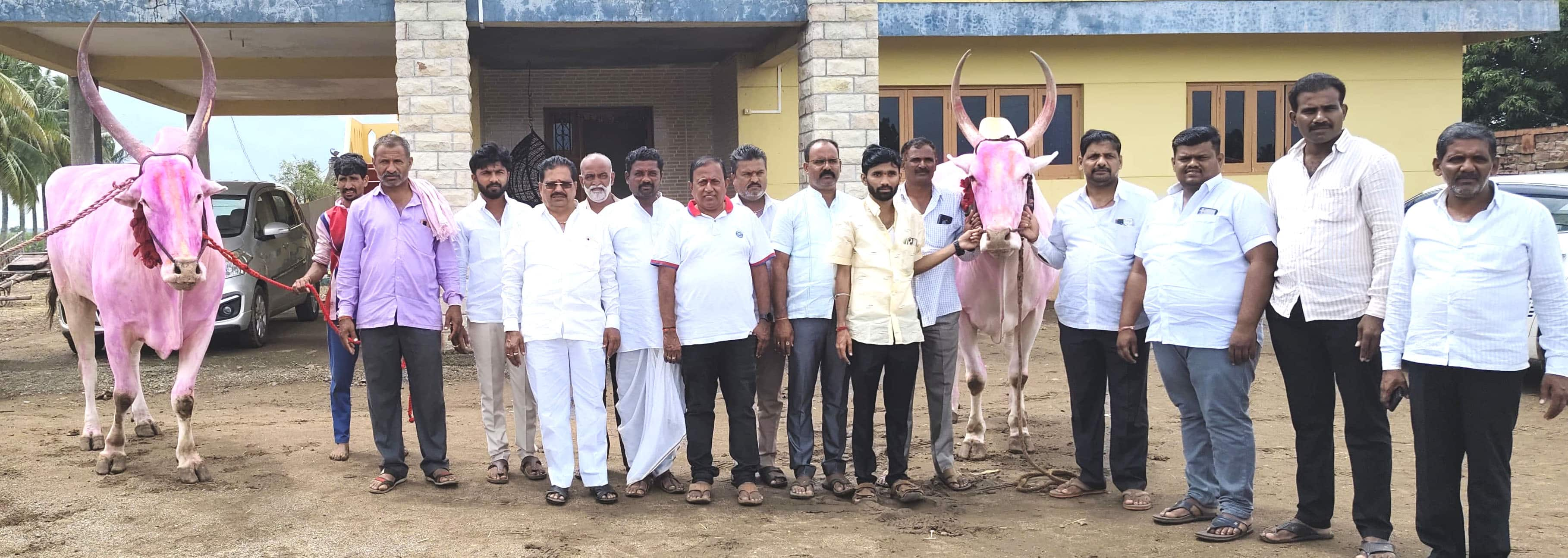 Mahalingapura farmer purchased worth of 36 lakh rupees ox for Bullock Cart Race mrq