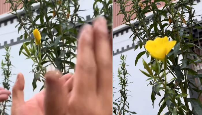 flower blooms after people clap in front of the flowers 