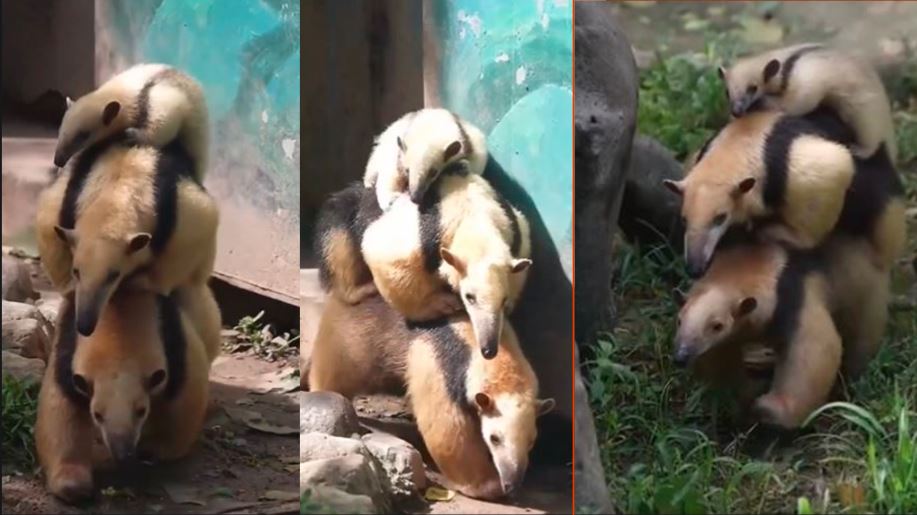 Meet the Anteater The Only Animal That Carries Its Mate and Offspring on Its Back viral video