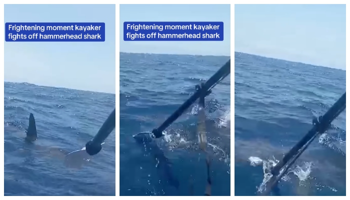 video of a Kayaker clashes with shark in the middle of the sea has gone viral 