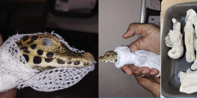 Five baby crocodiles hidden in tooth paste cover seized from two passengers at Mumbai airport