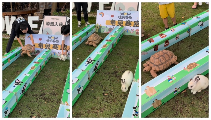 turtle wins a race between a turtle and a rabbit video goes viral 