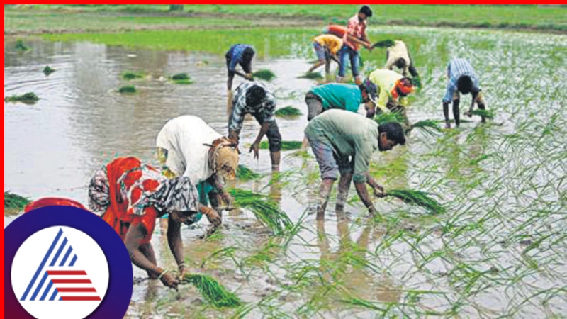 Karnataka Monsoon Update: Rainy season ends with 15% surplus rainfall, 99% sowing RBA