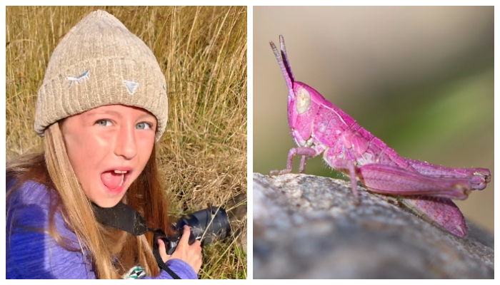 An eight year old girl's picture of a rare pink locust has gone viral 