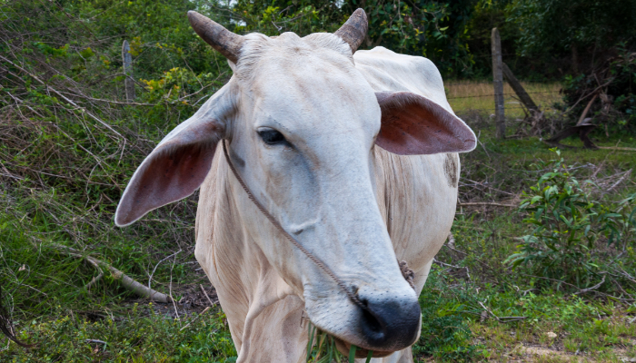 Maharashtra declares cow as 'Rajya Mata' as state elections loom, cites its cultural significance dmn