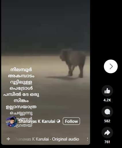 Viral video of Lion at petrol pump in Nilambur here is the fact 