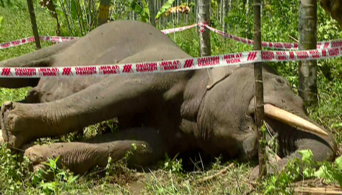 wild elephant died due to electric shock near Dasanakkara wayanad