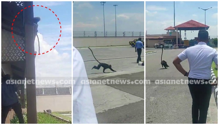 a monkey presence in kochi airport area