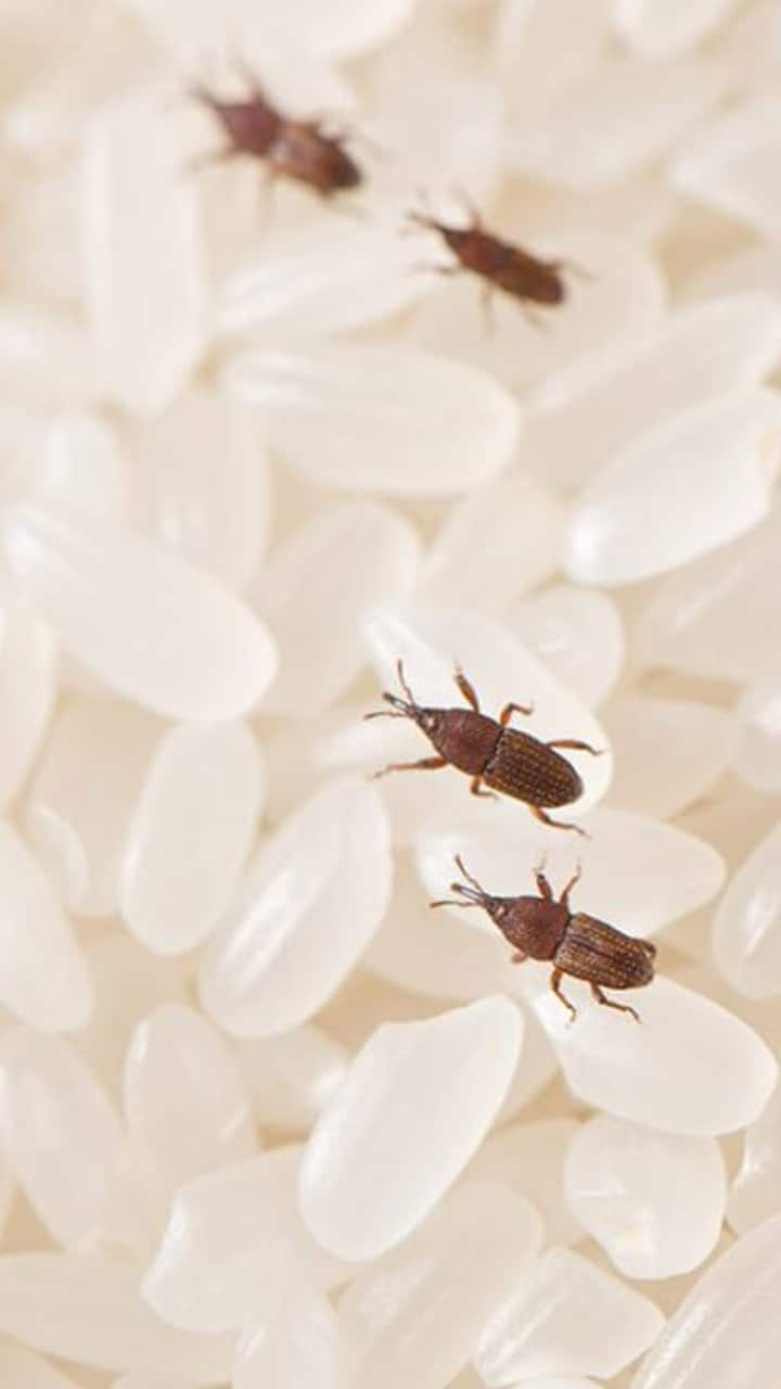 Rice Storage Tips to Prevent Bugs and Insects rsl