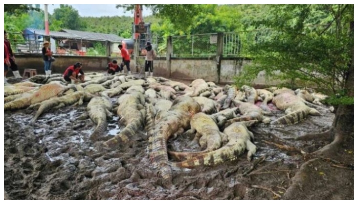 crocodile farm owner in Thailand killed 125 crocodiles for public safety