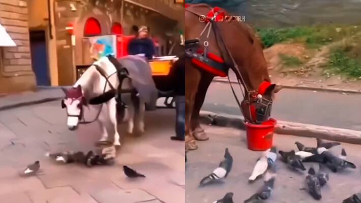 horse kindness viral video 