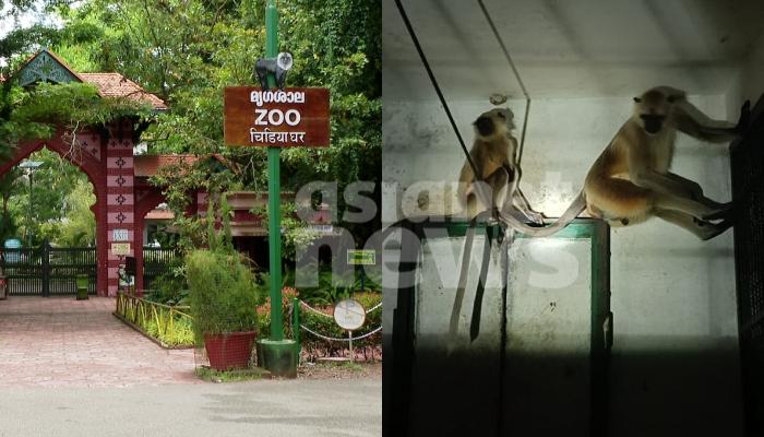 two hanuman monkeys who jumped out of thiruvananthapuram zoo was caught 