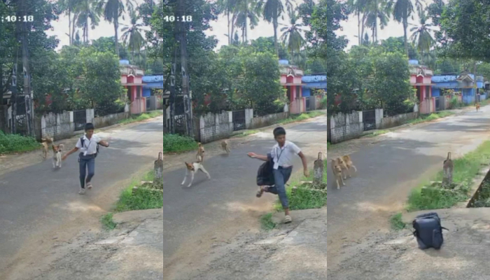 school student was chased by a gang of stray dogs in Thrissur 