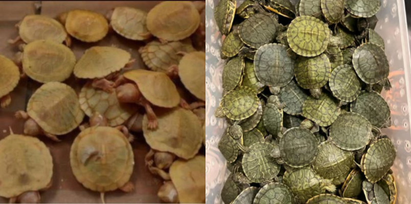 4986 red eared slider turtles seized from two passengers arrived from Malaysia at Chennai airport