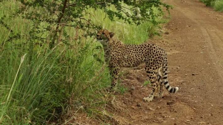 Leopard Attack