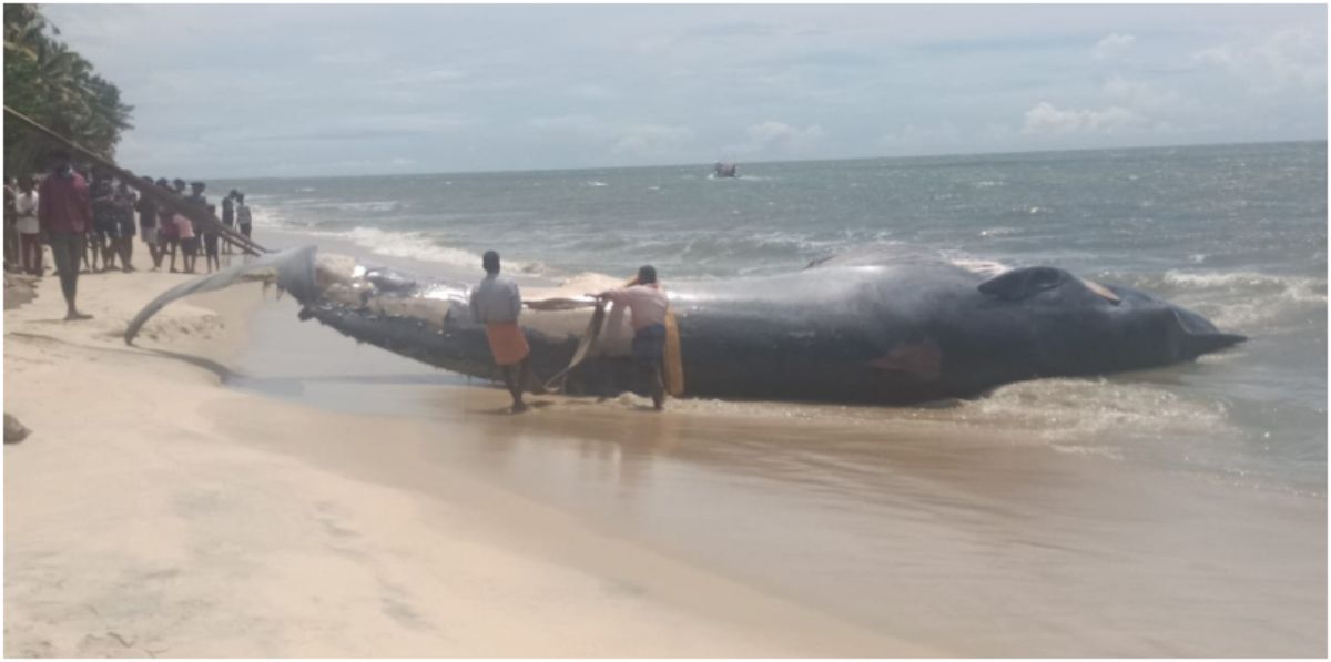 Carcass of  Huge 7 Metre Whale Washed up on Ottamassery Beach Alappuzha