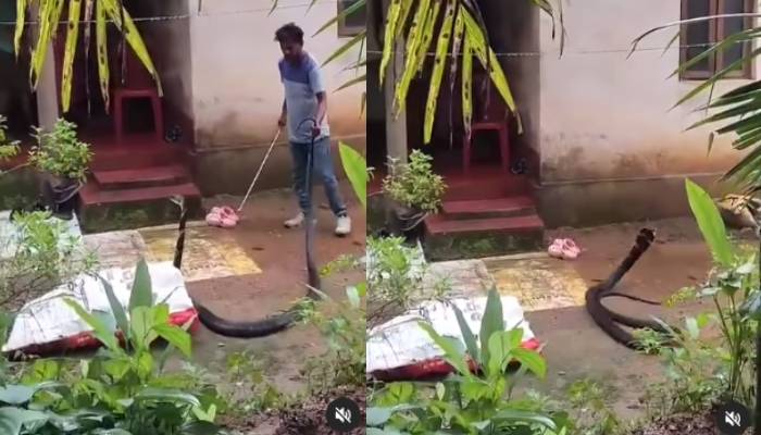 aggressive king cobra rescue video went viral 