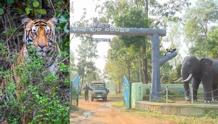 Bhadra Wildlife Sanctuary celebrates 25 years tigers and elephants increase sat