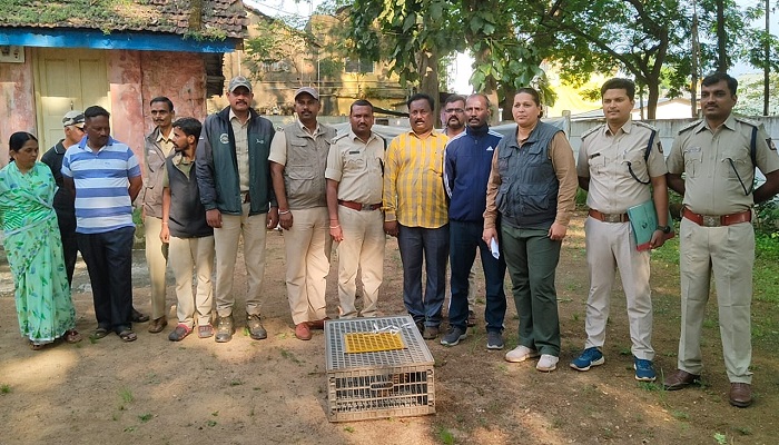 forest department raid the gang of shell pig thieves exporting to China at Khanapur in Belagavi grg 