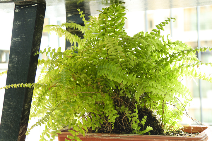 7 Indoor Plants That Keep Your Home Fresh and Clean Air sns