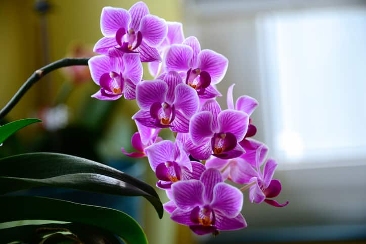 7 Indoor Plants That Keep Your Home Fresh and Clean Air sns