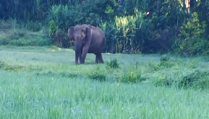 20 Years Old Elephant Dies due to Illness in Hassan grg 