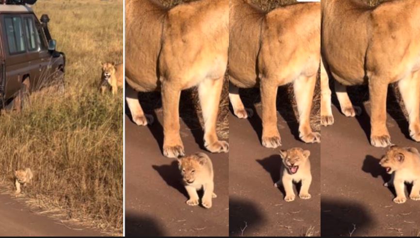 Viral Video: Lion Cub's First Roar Captivates Tourists in Tanzania