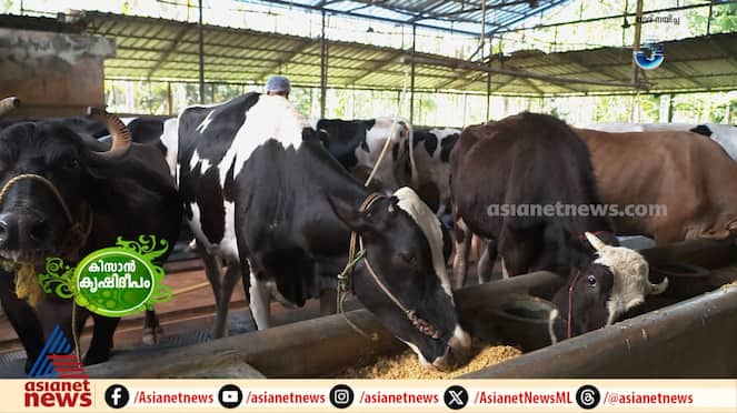 Starting with five cows today there are about 100 cows about 500 liters of milk every day Amina Dairy Farm  success story 