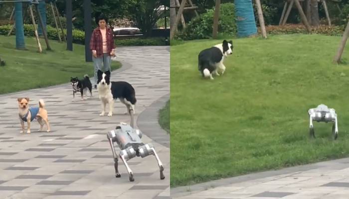 real dogs responds to robot dog viral video 