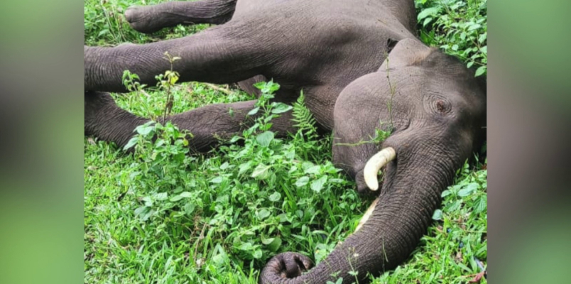 Wild elephant found dead at Idukki Kanthalloor more information is out