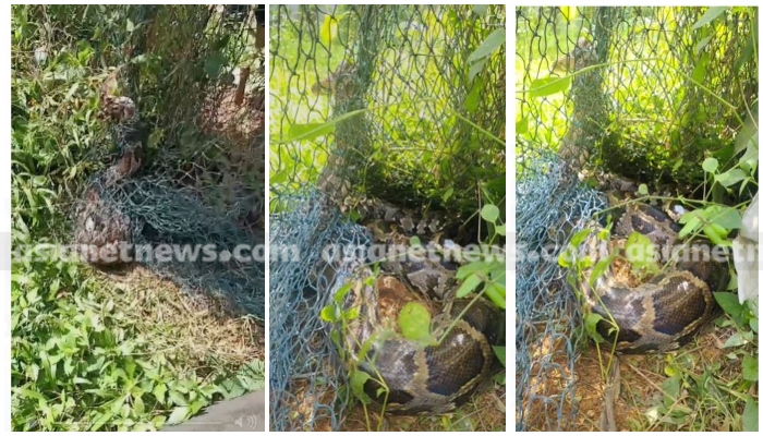 big Indian python trapped inside a net tied on the ground 