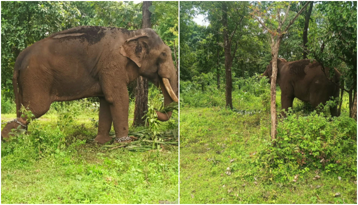 The search for the elephant, which had entered the forest from the film shooting set at Bhoothankett near Kothamangalam, Ernakulam, will begin at 6.30 am