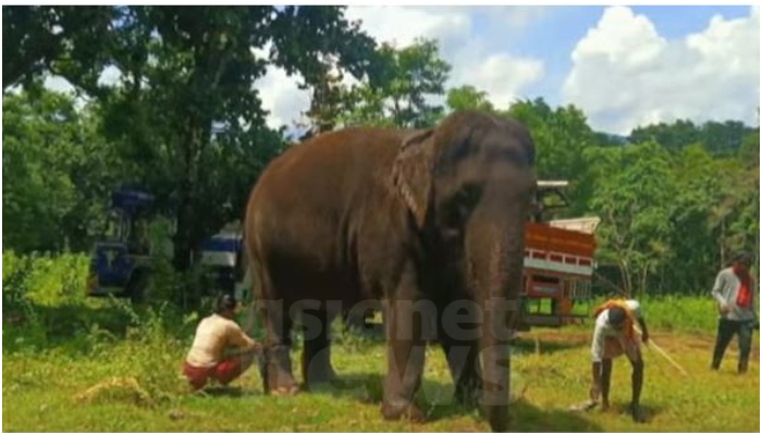 found elephant Puthuppally Sadhu which entered forest during film shooting seat at kothamangalam ernakulam