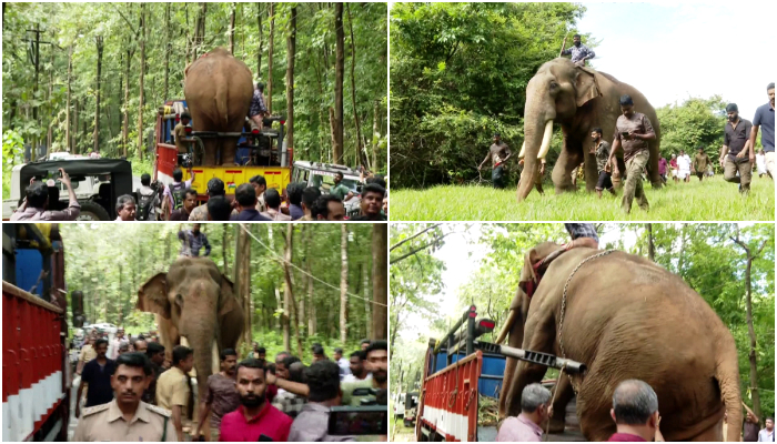 elephant went to the forest and took the 'Puthupally Sadhu' back in kothamangalam