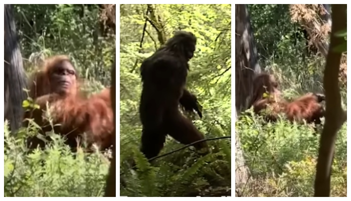 Scariest Moment of My Life Hiker releases video of Bigfoot goes viral in social media