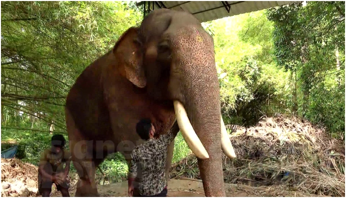 Puthuppally Sadhu s Papan says will give rest Elephant   which entered forest during film shooting seat at kothamangalam