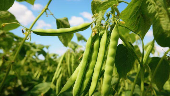 how to grow french beans from seed in a pot